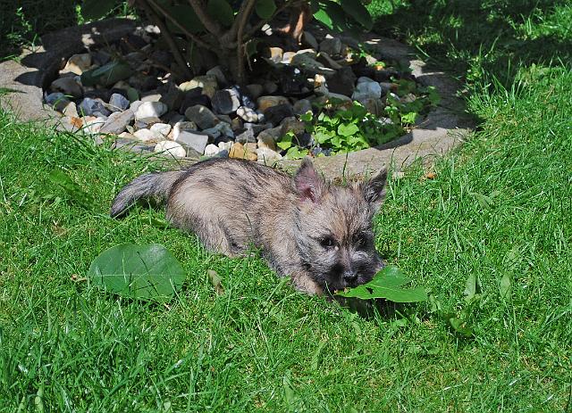 Fynn als Welpe 085.jpg